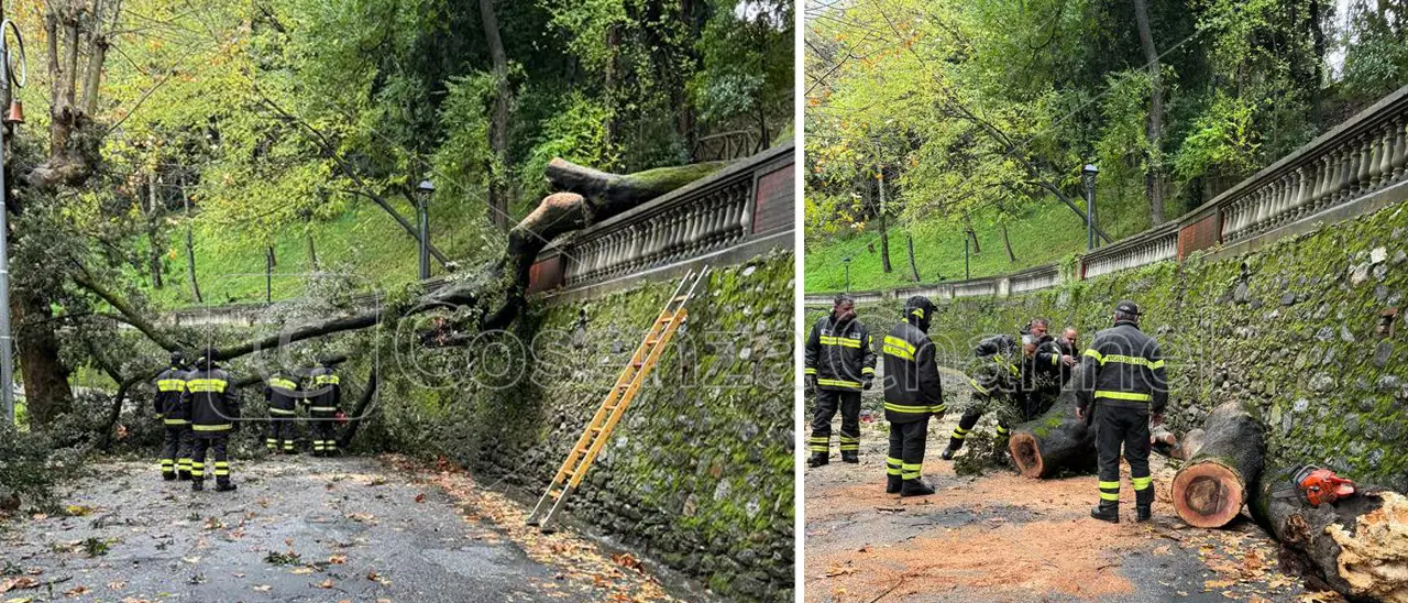 Cosenza, nuovo crollo di un albero su Via Petrarca nel centro storico