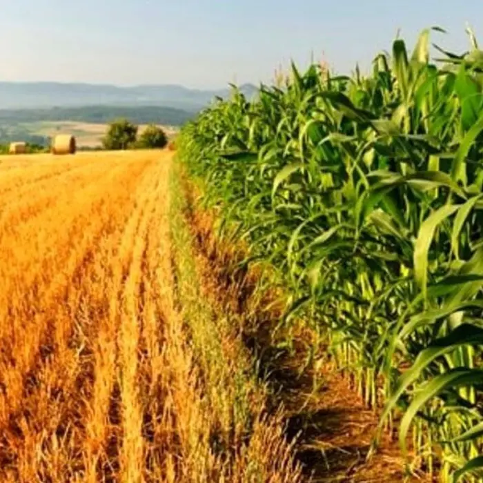 Alto Tirreno cosentino, un futuro sostenibile nell'agricoltura locale