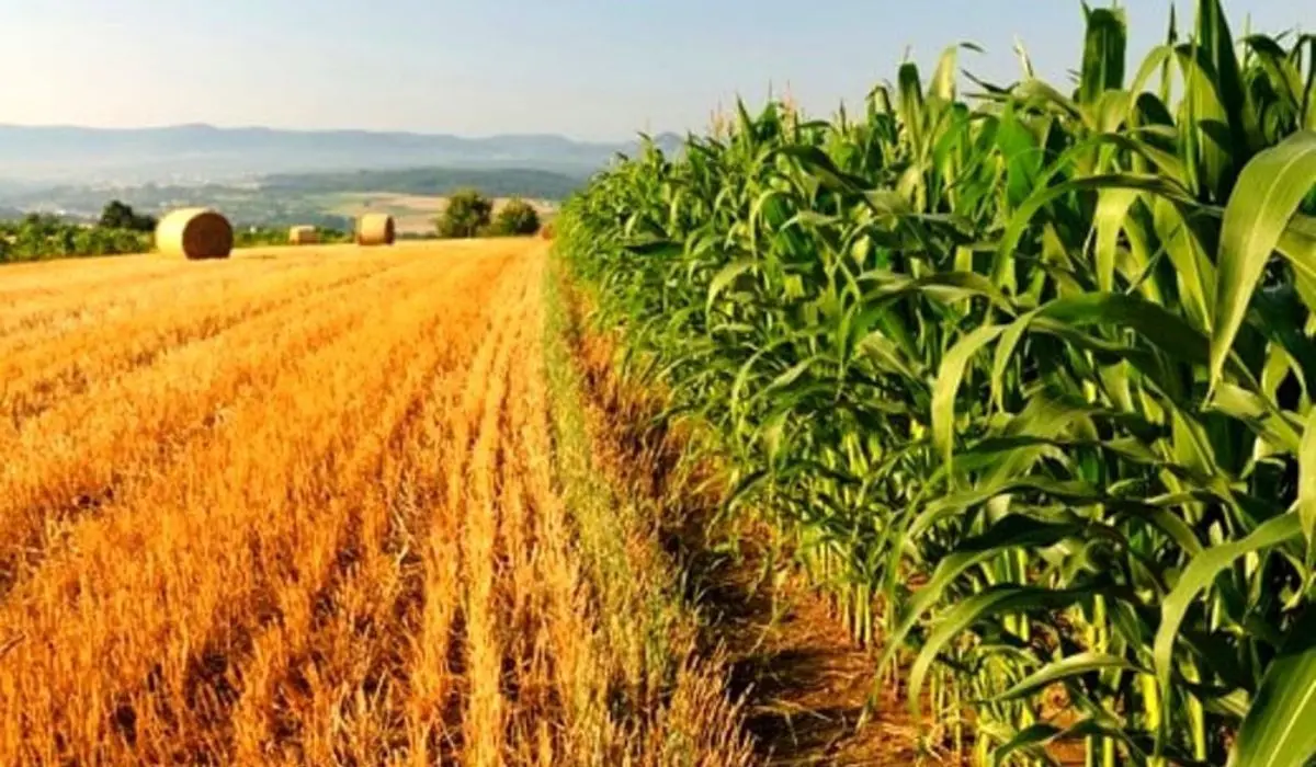Alto Tirreno cosentino, un futuro sostenibile nell'agricoltura locale