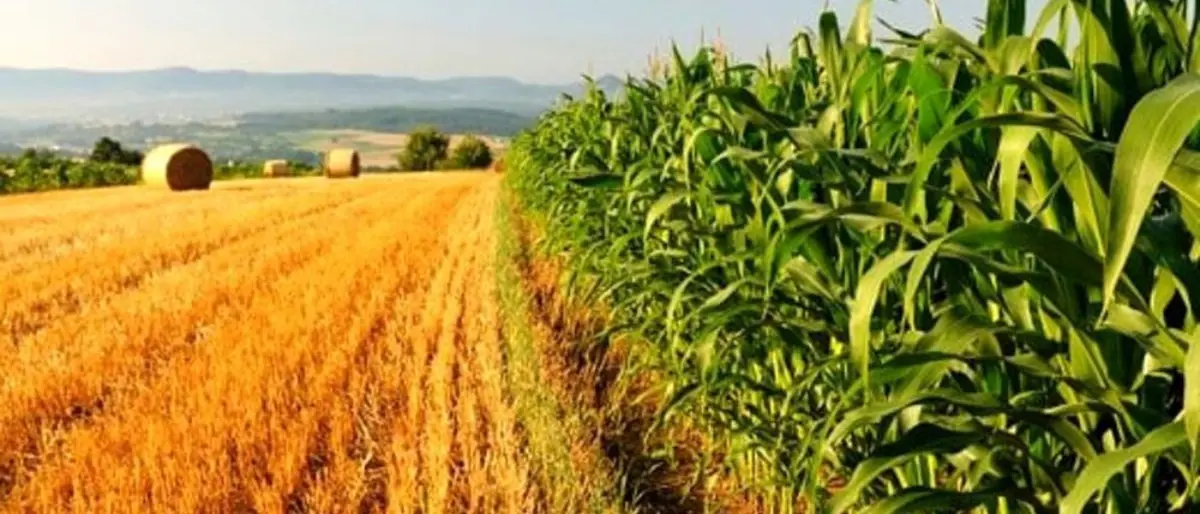 Alto Tirreno cosentino, un futuro sostenibile nell'agricoltura locale