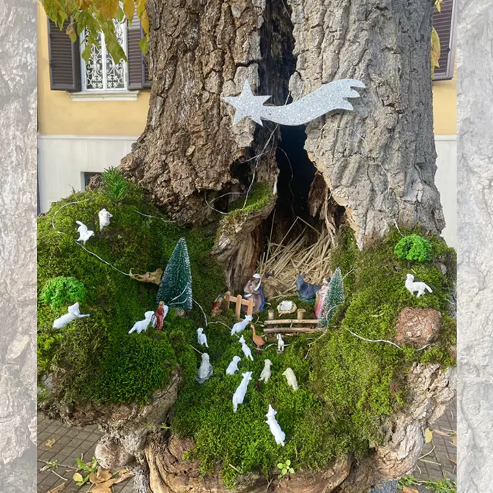 Cosenza, riecco il tradizionale Presepe nell'albero di Viale della Repubblica
