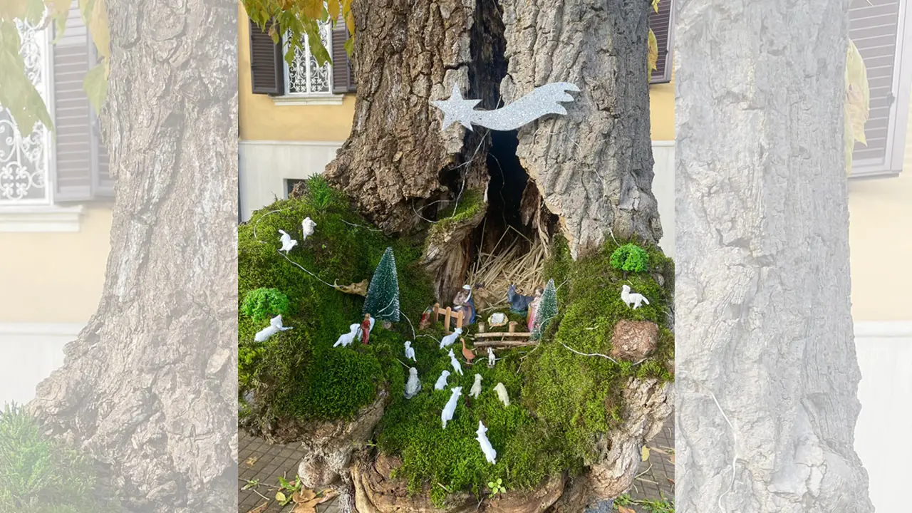 Cosenza, riecco il tradizionale Presepe nell'albero di Viale della Repubblica