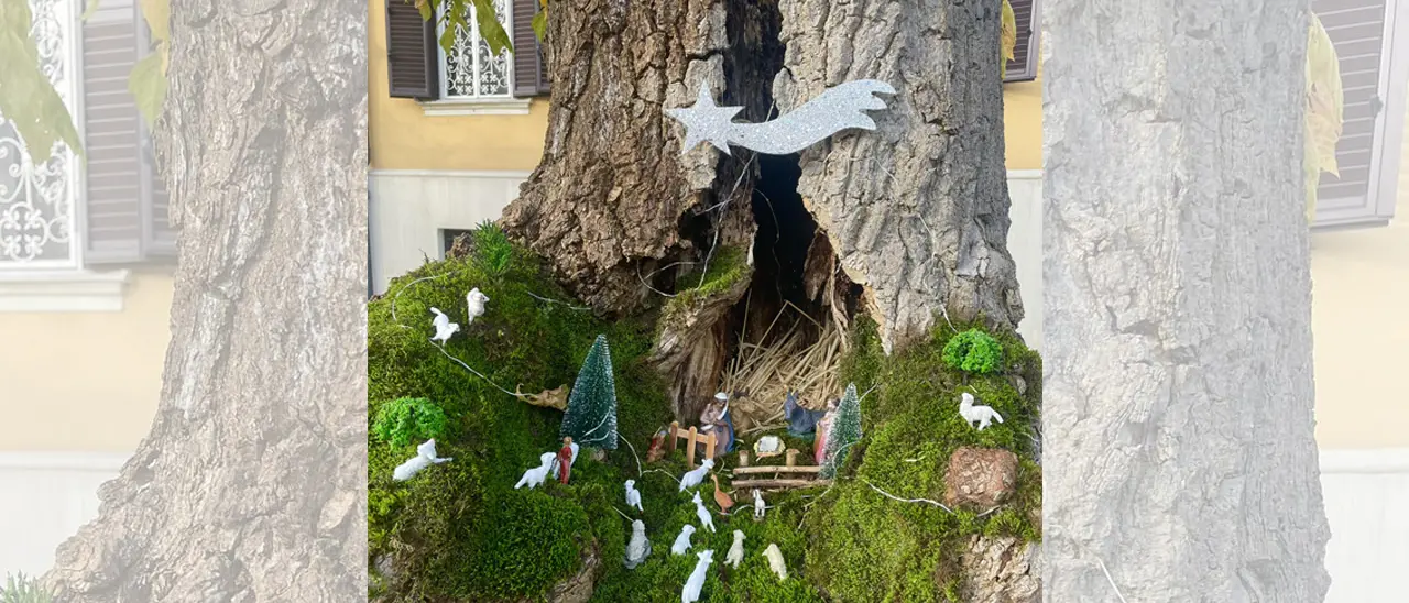 Cosenza, riecco il tradizionale Presepe nell'albero di Viale della Repubblica