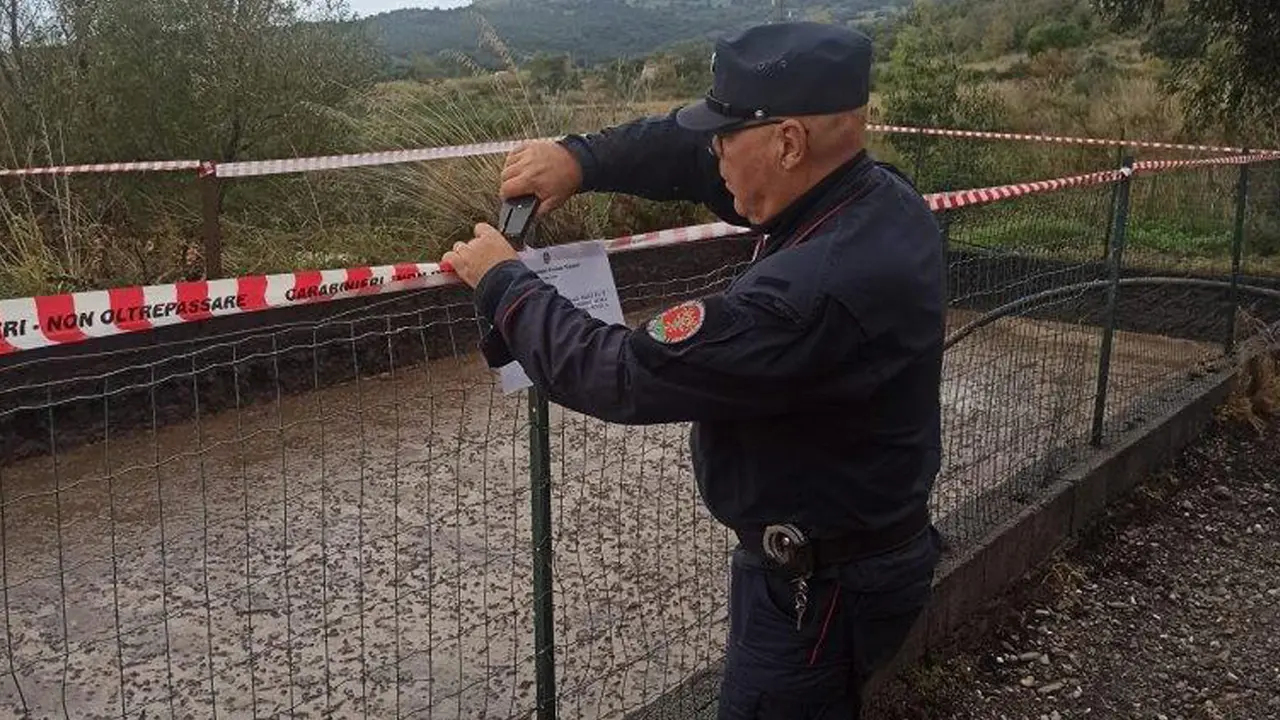 Sradica un bosco di macchia mediterranea per piantare eucalipto: denunciato