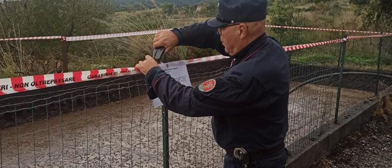 Sradica un bosco di macchia mediterranea per piantare eucalipto: denunciato