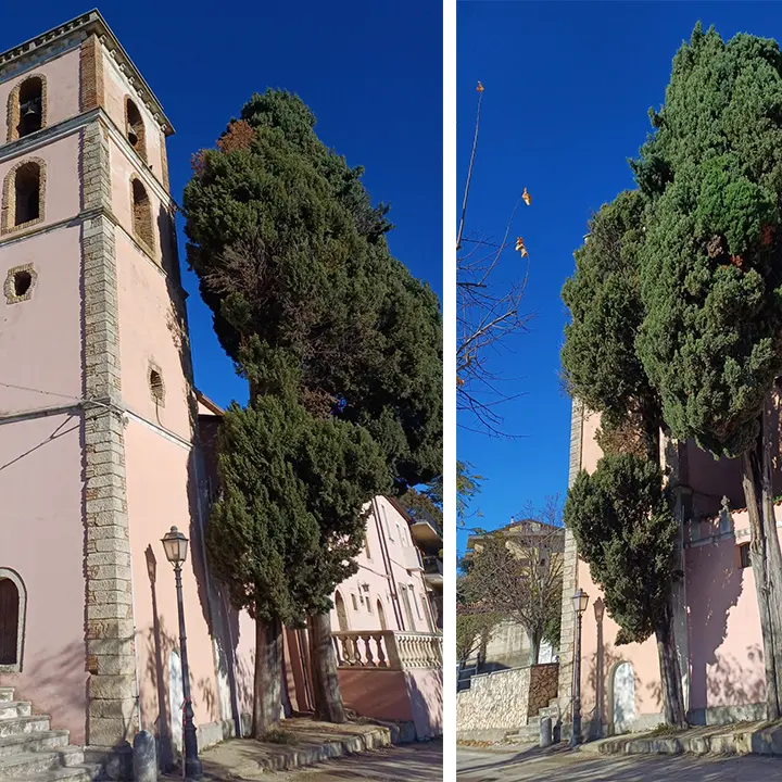 Arcavacata, alberi centenari a rischio taglio. Le associazioni: «Salvate quei cipressi»
