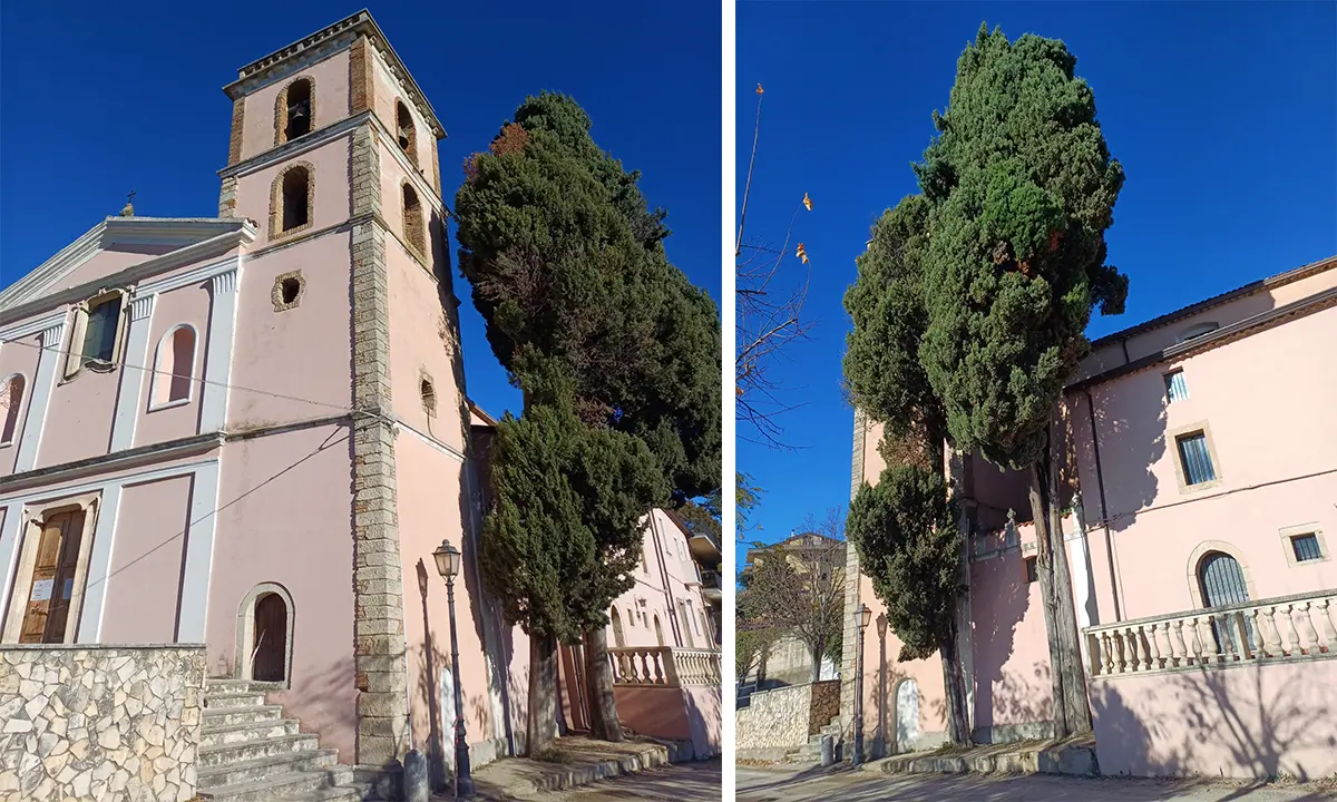 Arcavacata, alberi centenari a rischio taglio. Le associazioni: «Salvate quei cipressi»