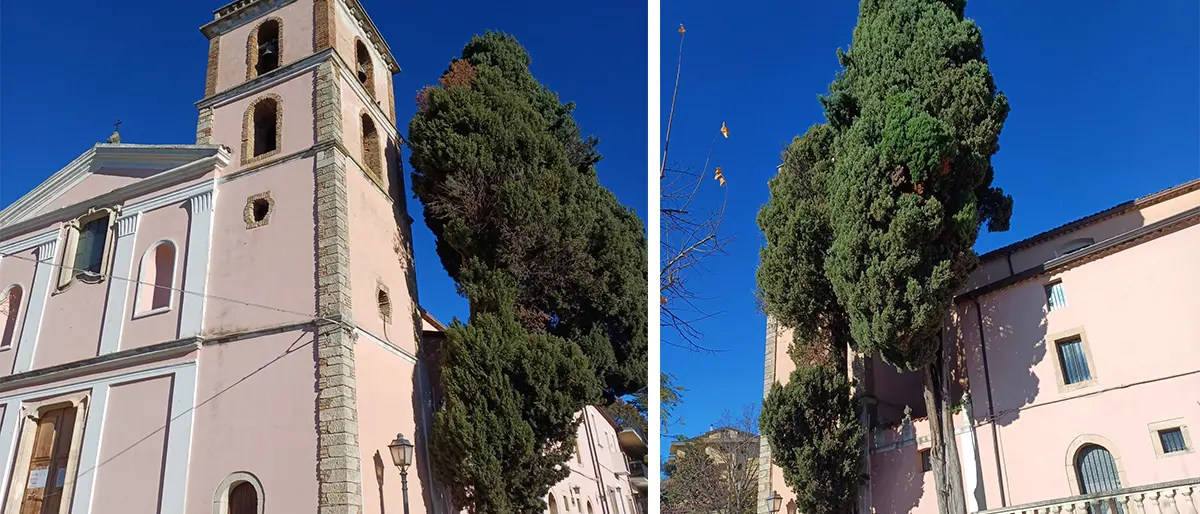 Arcavacata, alberi centenari a rischio taglio. Le associazioni: «Salvate quei cipressi»
