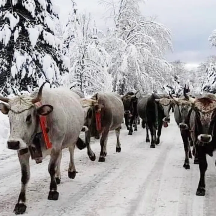 Sila, è arrivata la neve. Gli sciatori sono pronti a godere alla stagione bianca (ma non oggi)