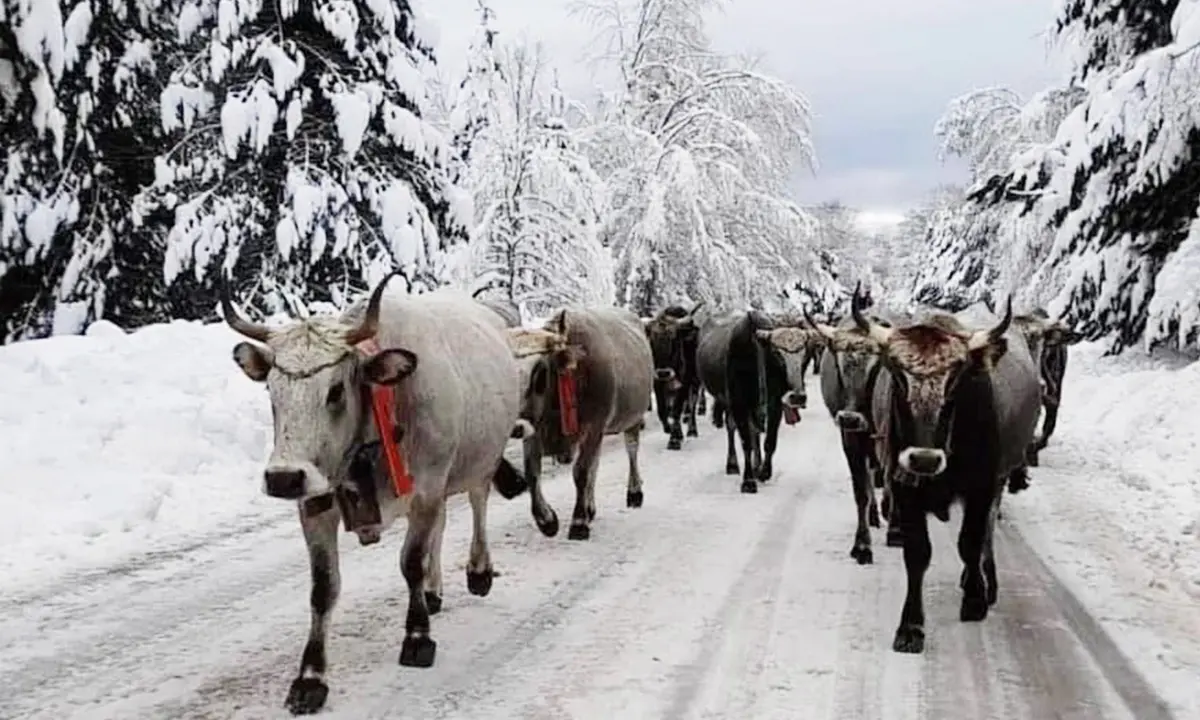 Sila, è arrivata la neve. Gli sciatori sono pronti a godere alla stagione bianca (ma non oggi)