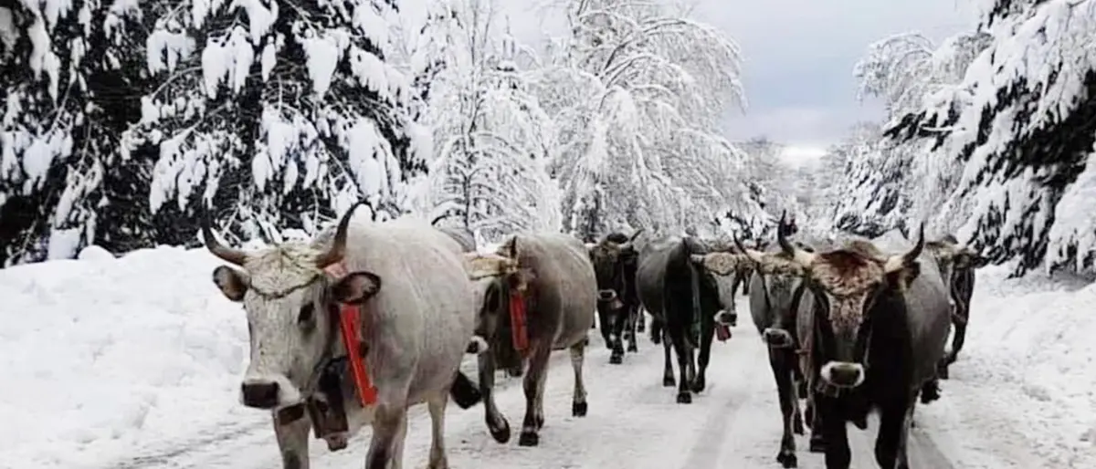 Sila, è arrivata la neve. Gli sciatori sono pronti a godere alla stagione bianca (ma non oggi)