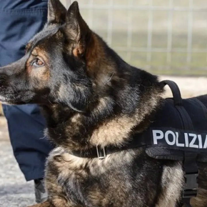 Droga a Vagliolise, la polizia trova marijuana e hashish grazie al cane \"Digos\"
