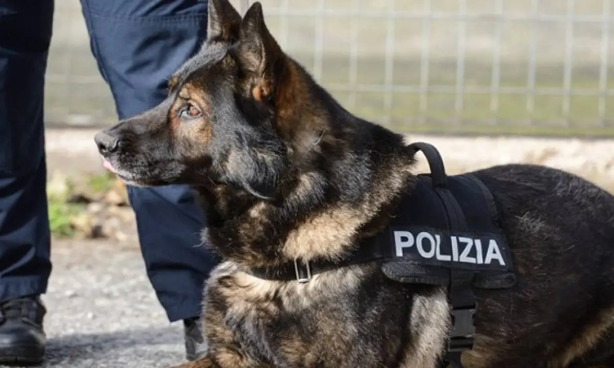 Droga a Vagliolise, la polizia trova marijuana e hashish grazie al cane \"Digos\"