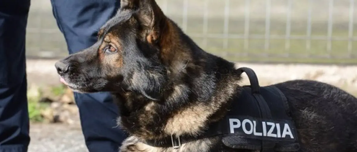 Cosenza, il fiuto di Digos fa acciuffare uno spacciatore