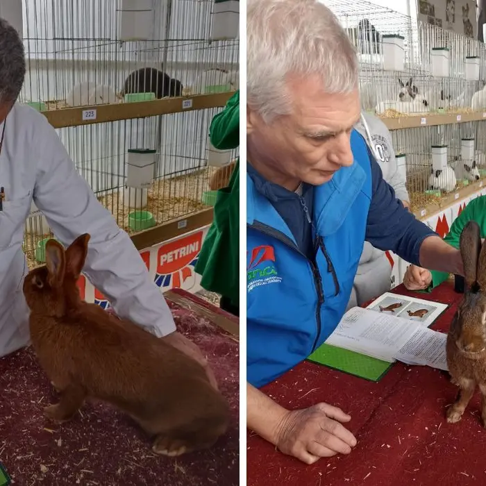 Coniglio di razza, attesi oltre 400 esemplari a Montalto Uffugo