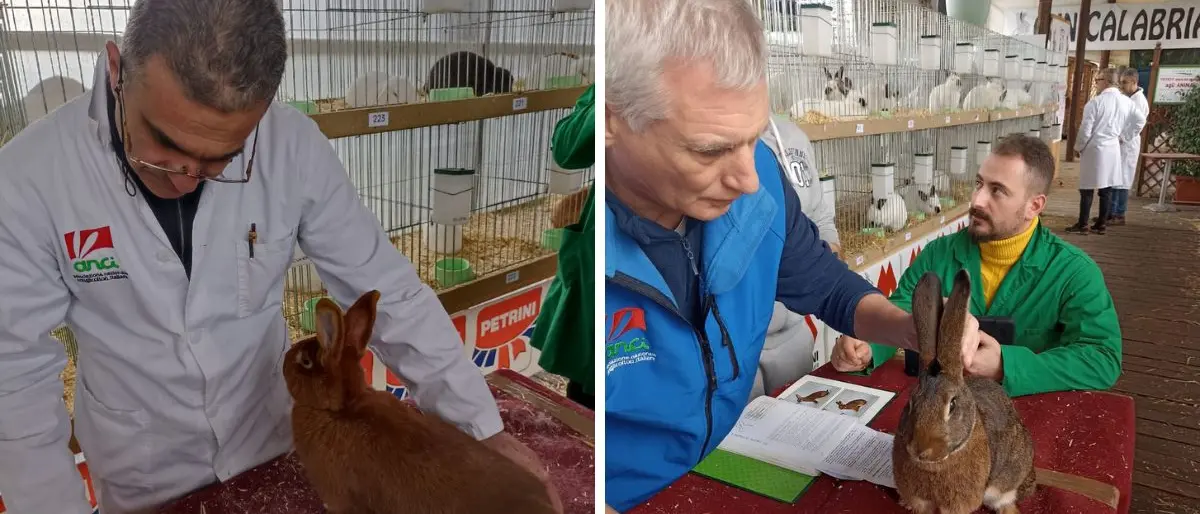 Coniglio di razza, attesi oltre 400 esemplari a Montalto Uffugo