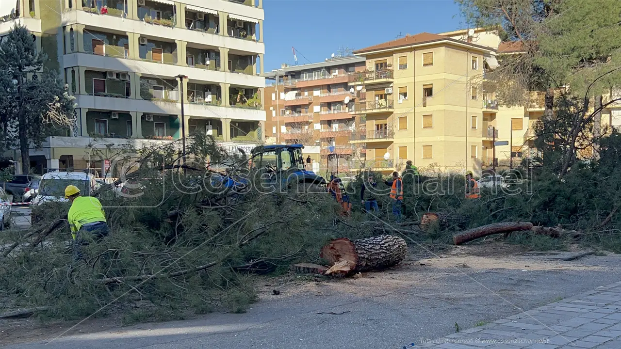 Rende, nuovi alberi da abbattere tra il dissenso degli ambientalisti