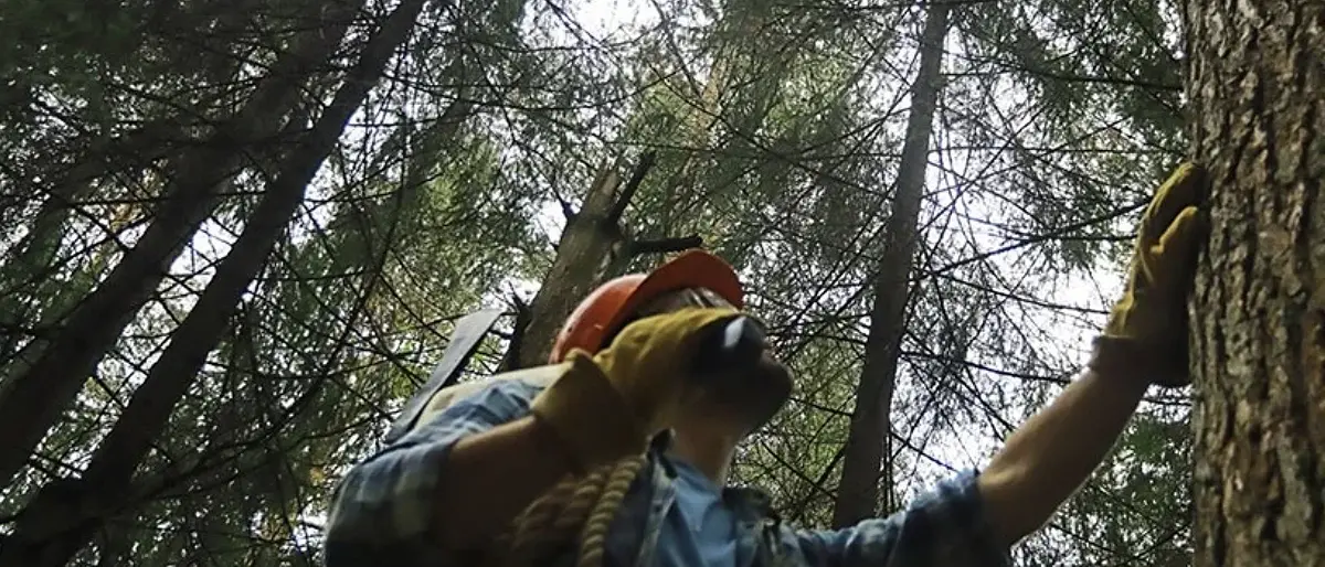 Forestali di Calabria, una truppa mal distribuita. E ad Acri c'è il record di giubbe verdi