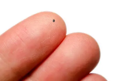 Trovato in Sila un rarissimo meteorite
