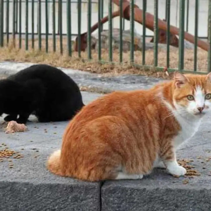 Gatti morti a Cosenza, il Comune di Cosenza indaga sulla strage di via dei Mille