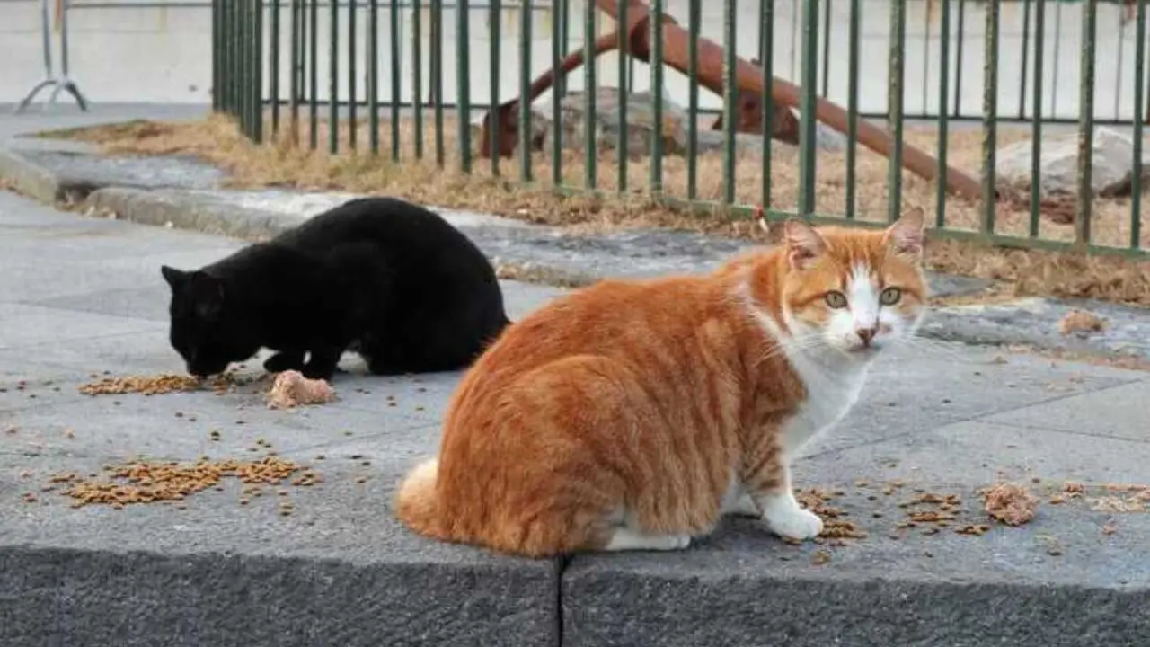 Gatti morti a Cosenza, il Comune di Cosenza indaga sulla strage di via Milelli