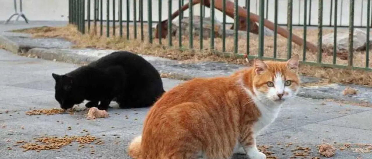 Gatti morti a Cosenza, il Comune di Cosenza indaga sulla strage di via dei Mille