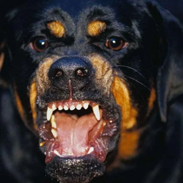 Corigliano Rossano, aggredita da un branco di cani mentre aspetta il bus della scuola