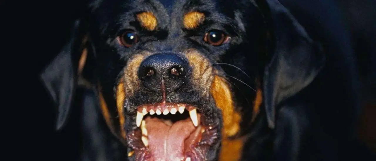 Corigliano Rossano, aggredita da un branco di cani mentre aspetta il bus della scuola