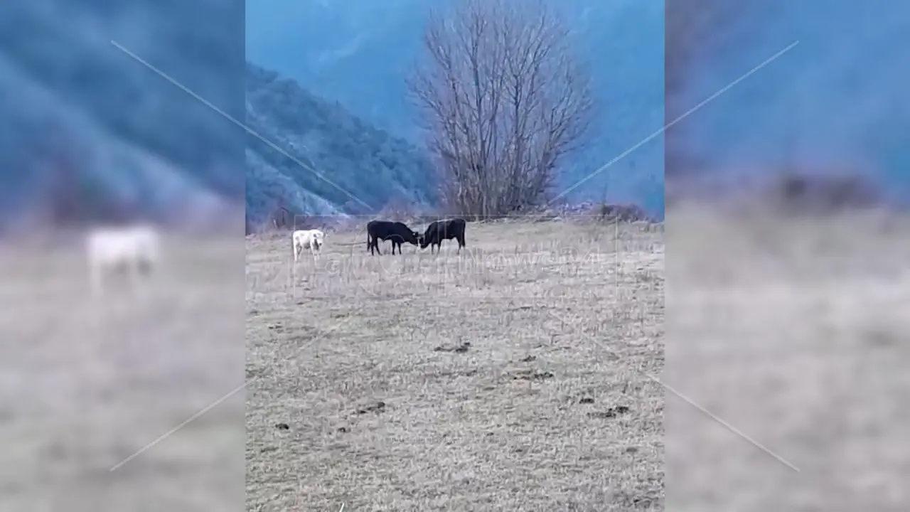 Verbicaro, le “Vacche sacre” sono fuori controllo. Il sindaco si rivolge alla Prefettura