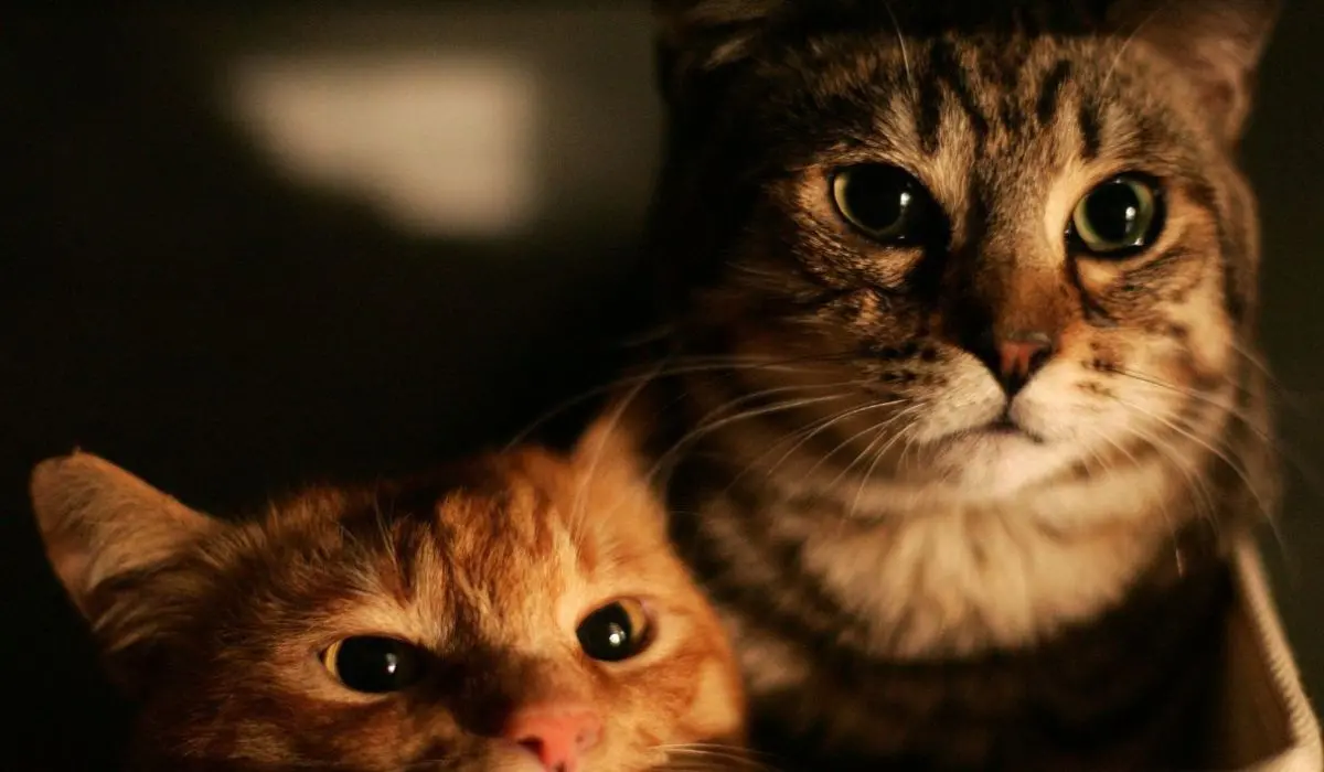 Influenza aviaria H5N1: minaccia crescente per i gatti domestici