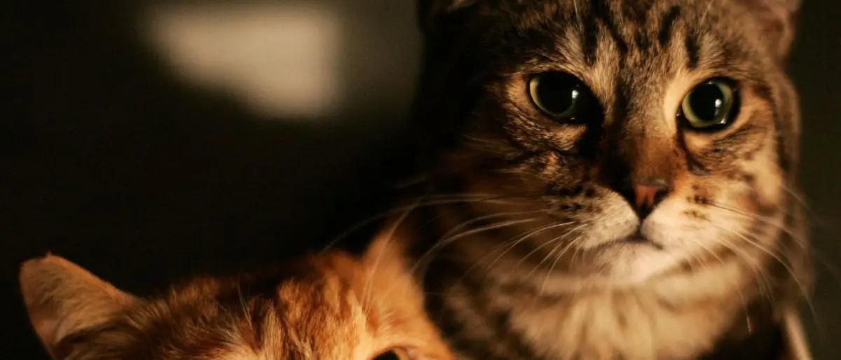 Influenza aviaria H5N1: minaccia crescente per i gatti domestici