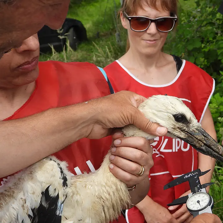 La Lipu di Rende lancia la campagna \"Un nome per la cicogna\"