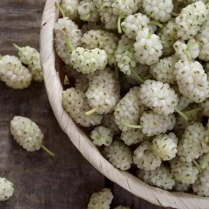 Il momento del gelso bianco, il delizioso frutto dalle proprietà benefiche