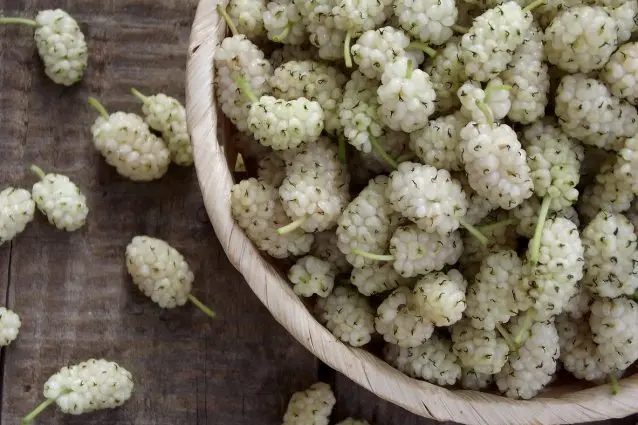 Il momento del gelso bianco, il delizioso frutto dalle proprietà benefiche