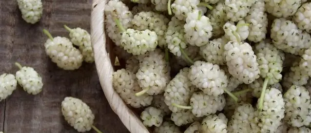 Il momento del gelso bianco, il delizioso frutto dalle proprietà benefiche