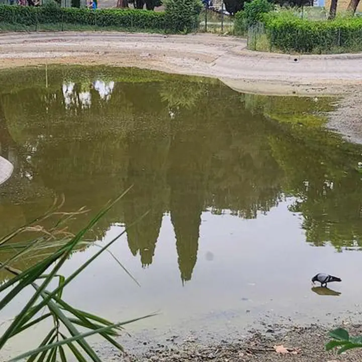 Rende, lavori in corso al laghetto del Parco Robinson. Trasferiti gli animali