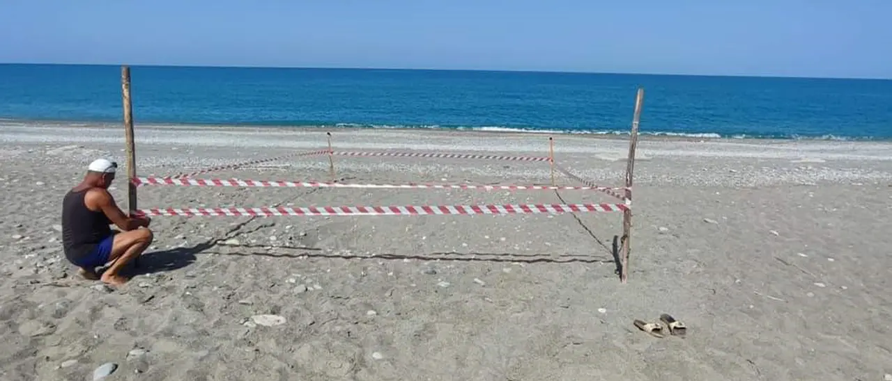 Paola, la tartaruga Caretta Caretta nidifica nello stesso posto dell'anno scorso