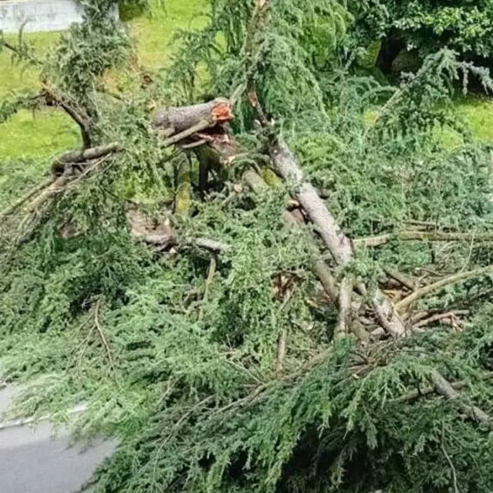 Corigliano Rossano, tromba d'aria abbatte un albero sulla SS 106