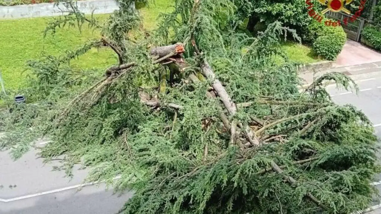 Corigliano Rossano, tromba d'aria abbatte un albero sulla SS 106