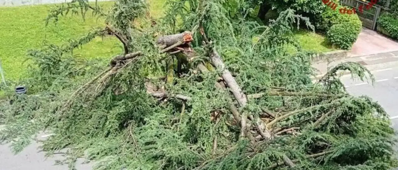 Corigliano Rossano, tromba d'aria abbatte un albero sulla SS 106