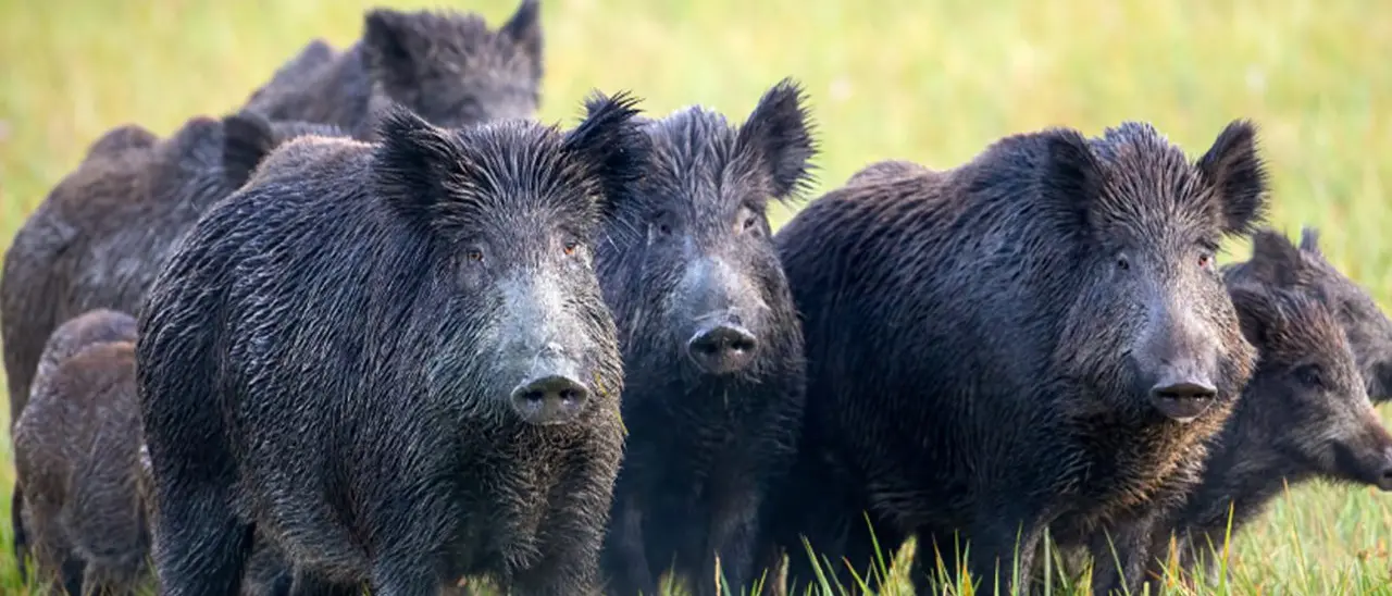 Tragedia sfiorata in Sila, branco di cinghiali riduce in fin di vita un agricoltore
