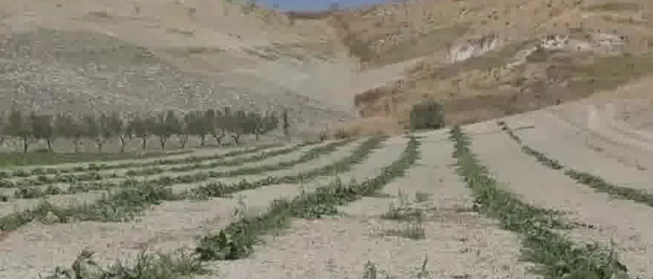 Vietato irrigare terreni incolti, stretta contro la crisi idrica in Calabria: «Uno spreco inaccettabile»\n