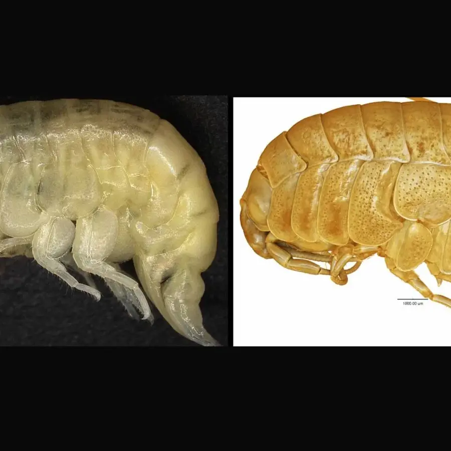 Unical e Antartide, l'ateneo calabrese coinvolto nella scoperta del \"gamberetto rinamontiae\"