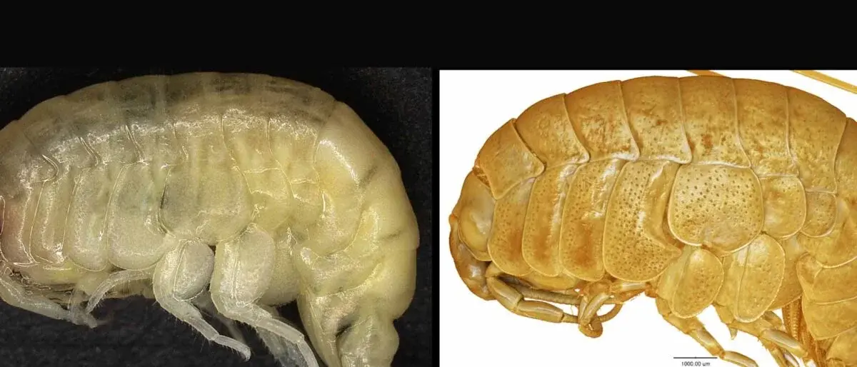 Unical e Antartide, l'ateneo calabrese coinvolto nella scoperta del \"gamberetto rinamontiae\"