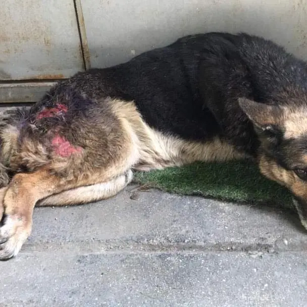 Cane abbandonato e malato. La denuncia degli animalisti contro il canile di Rossano