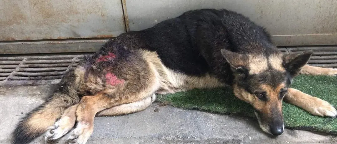 Cane abbandonato e malato. La denuncia degli animalisti contro il canile di Rossano