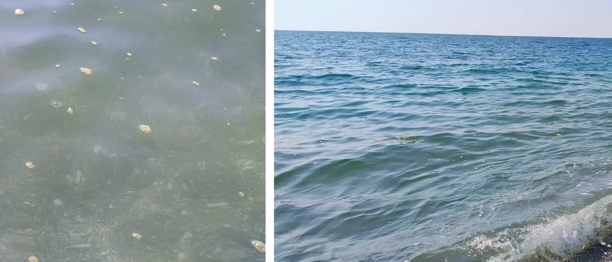 Mare, croce e delizia. Ad Amantea schiuma gialla e bagnanti all'asciutto