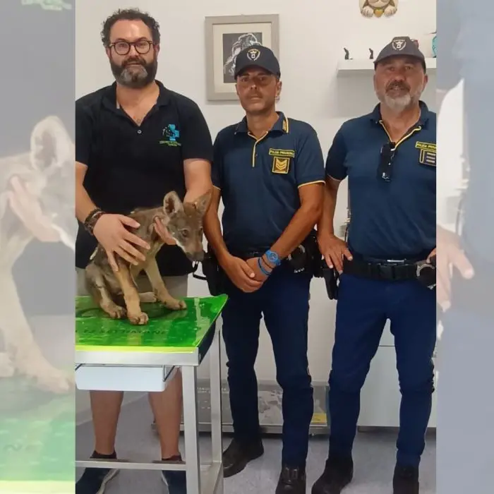 La Polizia Provinciale salva un cucciolo di lupo nei boschi della Sila