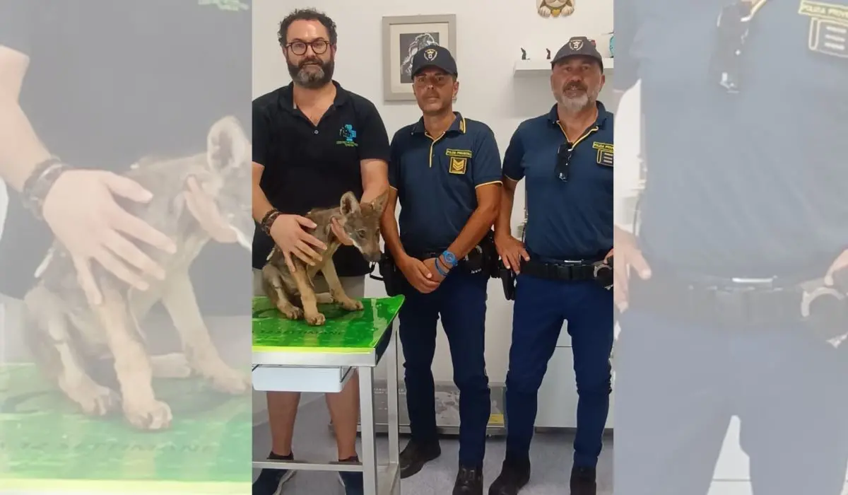 La Polizia Provinciale salva un cucciolo di lupo nei boschi della Sila