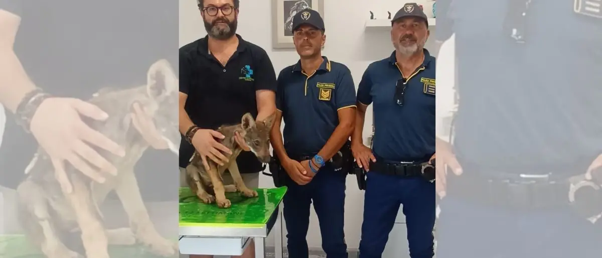 La Polizia Provinciale salva un cucciolo di lupo nei boschi della Sila